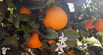 Oranges Navel Chislett 18Kg
