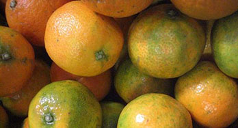 Tangerines Clemenrubi 12 Kg